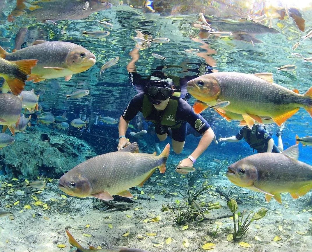 Aquario Natural - Imagem 2