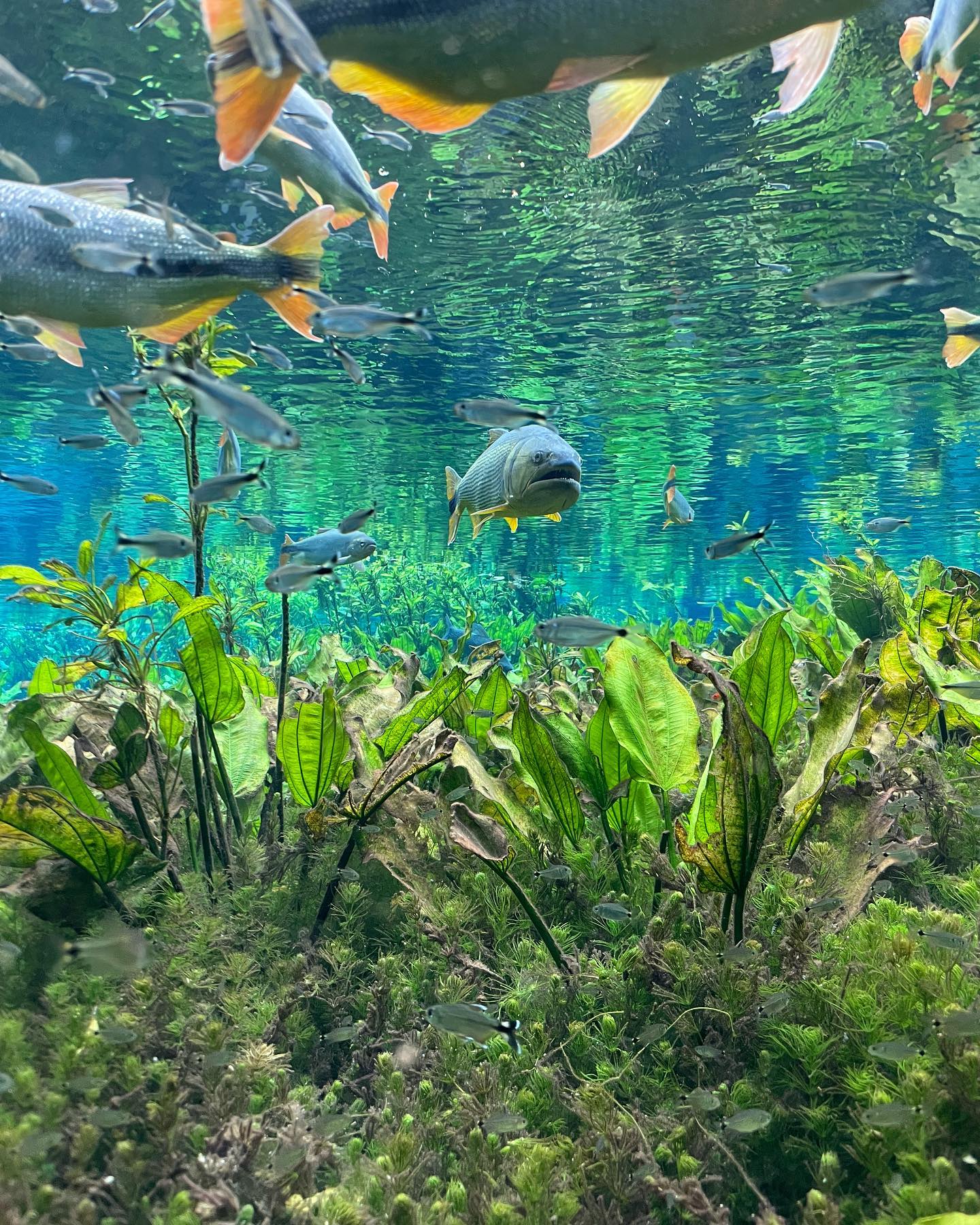 Aquario Natural - Imagem 3