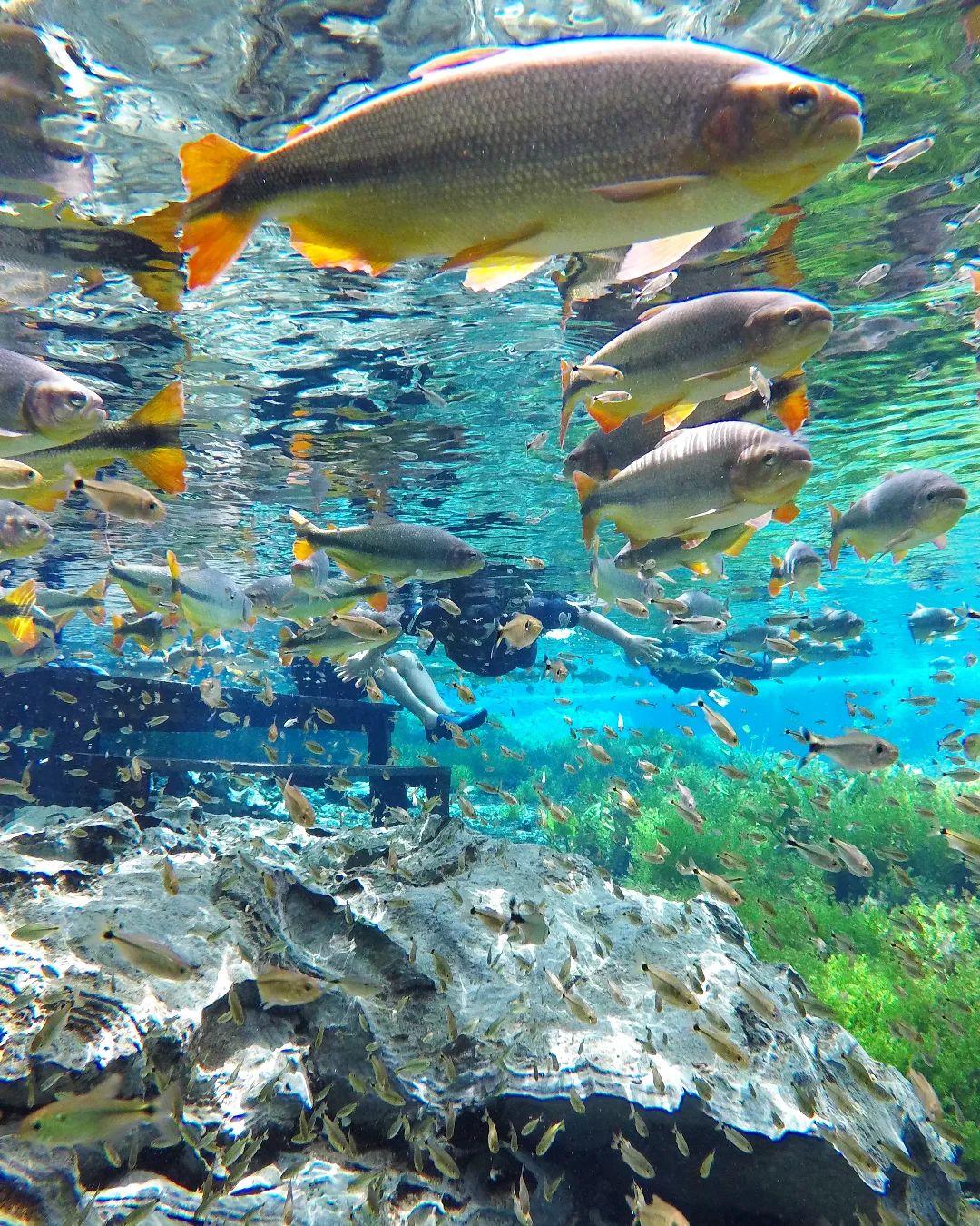 Aquario Natural - Imagem 6