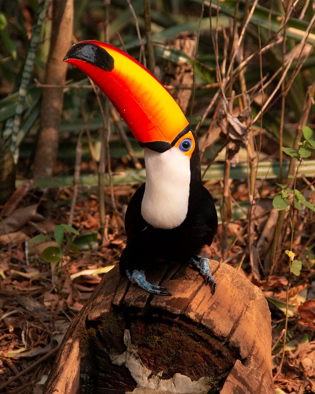 Buraco Das Araras - Imagem 9