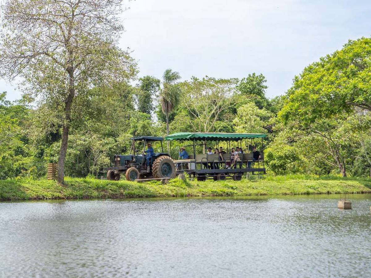 Pantanal Experiência - Imagem 8
