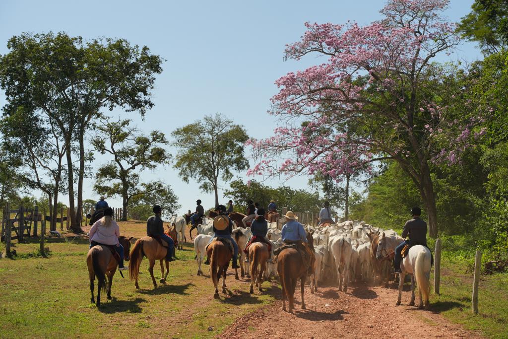 Pantanal Experiência - Imagem 9
